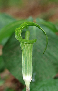 Jack-in-the-pulpit