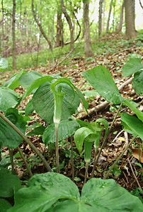 Jack-in-the-pulpit