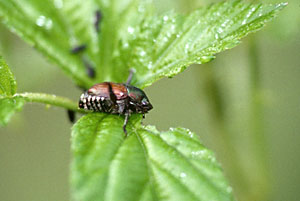 Japanese Beetle