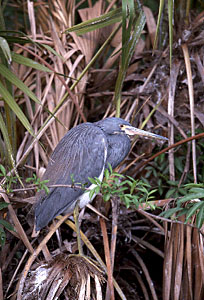 Little Blue Heron