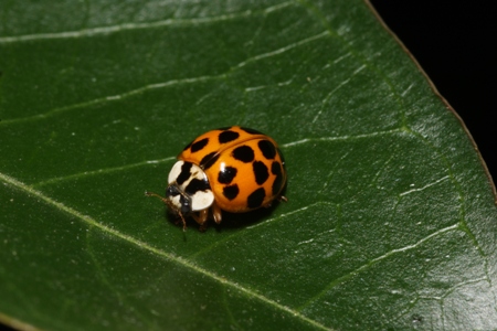 Multicolored Asian Lady Beetle
