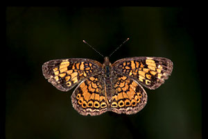 Pearl Crescent