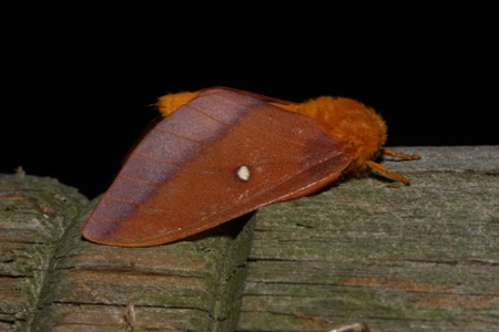 Pink-striped Oakworm Moth (Anisota virginiensis)