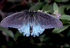 Pipevine Swallowtail