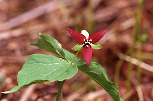 Wake Robin purple variety