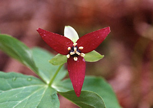 Wake Robin purple variety