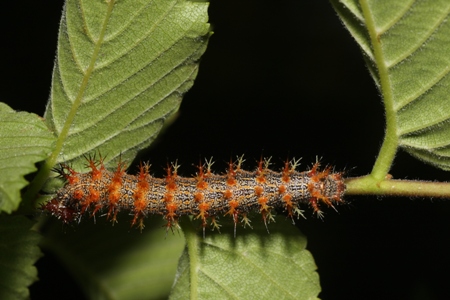 Question Mark caterpillar