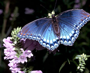 Red-spotted Purple