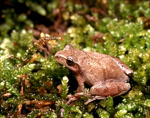 Northern Spring Peeper