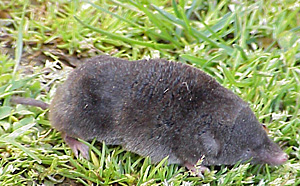 Short-tailed Shrew