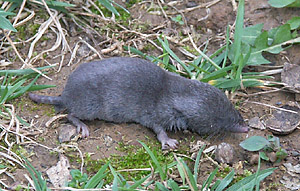 Short-tailed Shrew