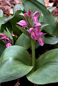 Showy Orchis