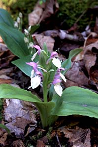 Showy Orchis