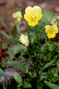 Smooth Yellow Violet