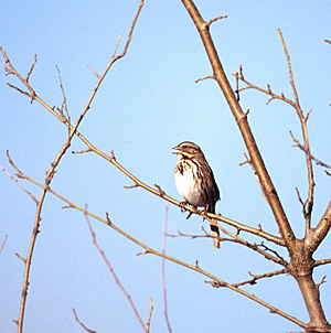 Song Sparrow