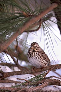 Song Sparrow