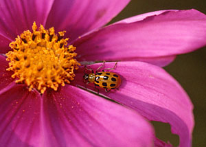 Spotted Cucumber Beetle