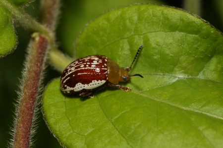 Sumac Leaf Beetle (Blepharida rhois)
