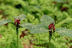 Toad Trillium