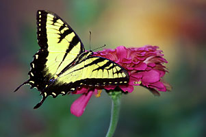 Tiger Swallowtail