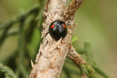 Twice-stabbed Lady Beetle (Chilocorus stigma)