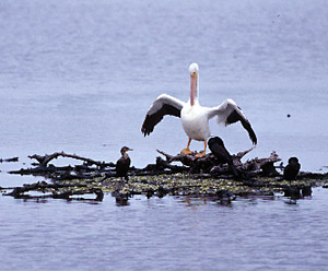 American White Pelican
