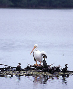 American White Pelican