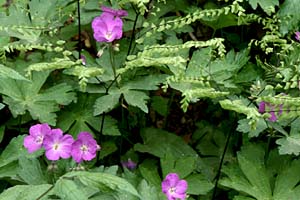 Wild Geranium