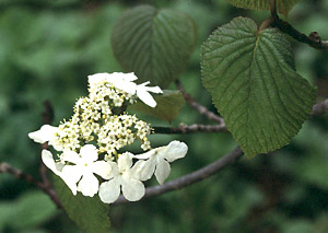 Hobblebush