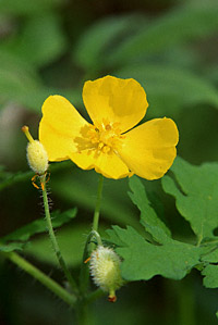 Wood Poppy
