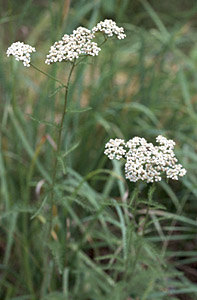 Yarrow