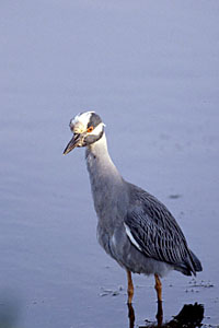 Yellow-crowned Night-heron