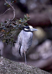 Yellow-crowned Night-heron