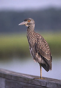 Yellow-crowned Night-Heron juvenile