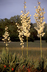 Yucca