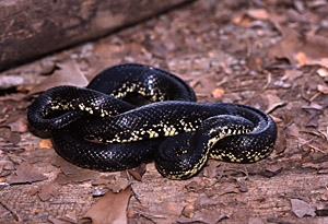 Adult Black Kingsnake