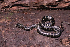 Black Kingsnake