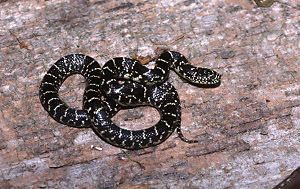 Black Kingsnake juvenile