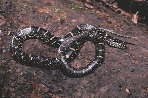Black Kingsnake Juvenile