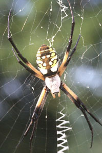 Black-and-yellow Argiope