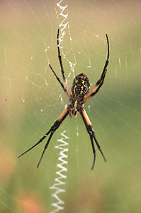 Black-and-yellow Argiope