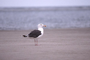 Great Black-backed Gull