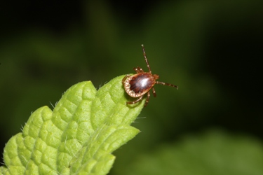 Lone Star Tick male
